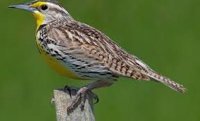 Pin On Birds