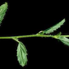 Image result for Hermannia kirkii