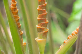 Image result for Leptochloa coerulescens