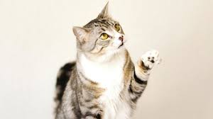 Kedi Bakimi Nasil Olmali Kedi Blog