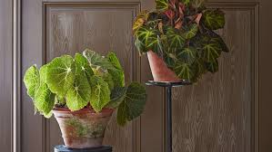 Image result for Begonia macrocarpa