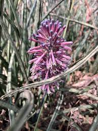 Image result for Kanahia laniflora