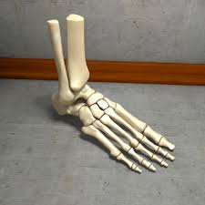 3d Model Human Foot Bone 3d Model Human Body Drawing Human Foot Bones