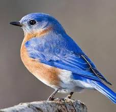 New Little Bird Tattoo Bluebirds Ideas In 2020 Little Bird Tattoos Blue Bird Flying Bird Tattoo