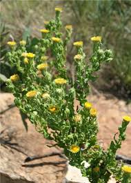 Image result for Helichrysum setosum