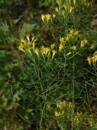 Image result for Neojeffreya