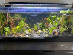 Image result for Nesaea pygmaea