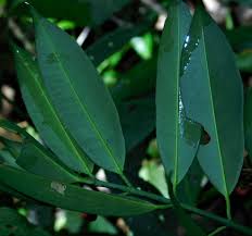 Image result for Symphonia globulifera