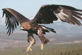 Hanya di resize tanpa editan sama sekali, kami tampilkan jarak dekat sehingga anda bisa melihat tanpa ada yang di sembunyikan kekurangan dan kelebihannya. 8 Jenis Elang Terbesar Di Dunia Sudah Tahu Belum