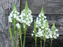 Image result for Ornithogalum seineri