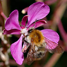 Looking closely at these big bees, you'll notice tufts of hairs on their legs and sides. Bombus Pascuorum Wikipedia