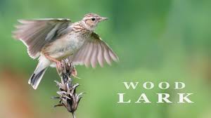 Woodlark Birds Singing And Chirping In The Spring Forest Youtube In 2020 Friendly Dog Breeds Spring Forest Dog Breeds