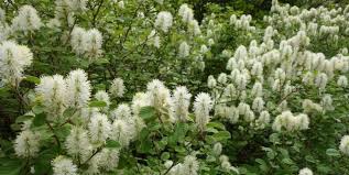 It gets white flowers in clusters and has dark green. Local Sources For Native Plants Piedmont Master Gardeners