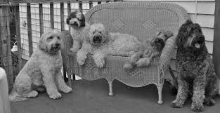 Highlands australian cobberdogs is colorado's premier cobberdog breeder of australian labradoodle puppies. Tampa Bay Australian Labradoodles