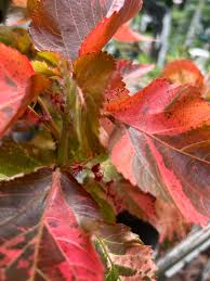 Image result for Acalypha volkensii