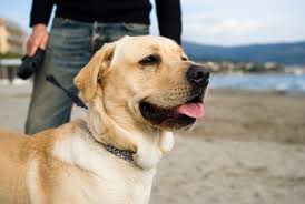Does coat color make a difference? How Long Do Labs Live Ways To Increase Lab Life Expectancy