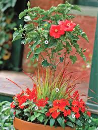 From begonias to impatiens, see which annual flowers thrive in shady spots, plus get planting and growing information from the experts at hgtv gardens. A Gallery Of Beautiful Container Garden Ideas Better Homes Gardens