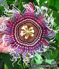 Passiflora Quadrangularis Passiflora Macrocarpa Giant Granadilla Is Fast Growing Vine Which Can Grow Over 50ft In Passiflora Plant Catalogs Flowering Vines