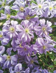 We did not find results for: Clematis Viticella Prince Charles Tesselaar