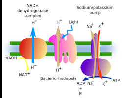 We did not find results for: The Cell 3 Cell Membrane Transport Atlas Of Plant And Animal Histology