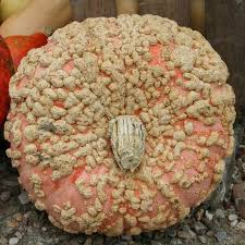 Squash Winter Galeux D Eysines Cucurbita Maxima Squash Varieties Pumpkin Eysines
