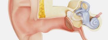 I was told to use olive oil and after 2 weeks referred to hospital ent for. Tinnitus Symptoms Signs Causes Treatment