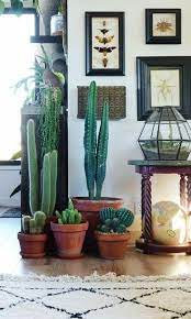 Dig a small hole in the mix just deep enough to cover. Grouped Cactus Ideas Things You Should Know Natural Home Decor Geometric Decor Plant Decor