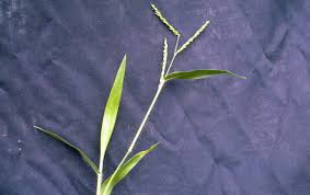 Image result for Urochloa reptans