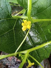 Image result for Cucumis maderaspatanus