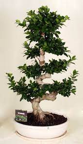 Ficus Ginseng Bonsai Ficus Bonsai Tree