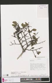 Image result for Sopubia mannii