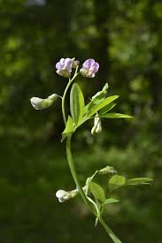 Image result for Lathyrus
