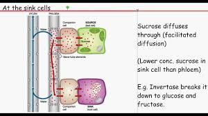 Plant cell diagram a level biology. Ocr Biology Unit F211 Module 2 Translocation Youtube