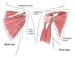Maybe you would like to learn more about one of these? Shoulder Pain Treatment Healing A Rotator Cuff Tear Physio Logic
