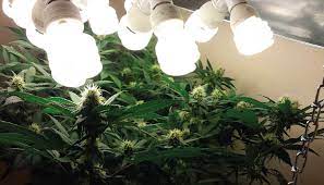 To replace an 8 tube 4 foot t5 fluorescent grow light. Can You Grow Cannabis With Fluorescent Lights Growdiaries