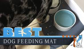 Are you keeping your dog's food and water dishes clean? 6 Best Dog Food And Water Bowl Mats Our 2021 Feeding Mat Guide