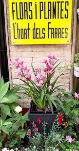 Flors I Plantes L´hort Dels Frares