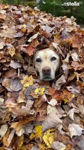 How can they see meme? #leafcreeper #stellasleafpiles #pawtumn  #keepbeingyou #dognamedstella