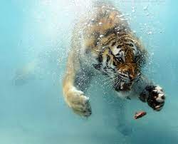 Underwater Tiger Tiger In Water Shark Background Tiger