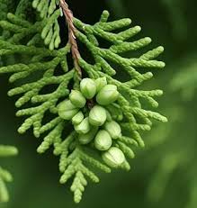 Image result for Vismia orientalis