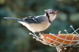 Dec 22, 2020 · how to keep mourning doves away from your bird feeders keep mourning doves away. Feeding Wild Birds Wilderness Awareness School