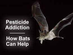 We use commercial netting and other materials to keep birds out. Pesticide Addiction How Bats Can Help Bat Conservation And Management Inc