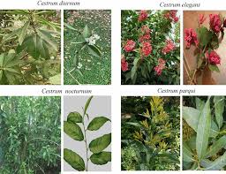 Image result for Cestrum nocturnum