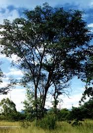 Image result for Marsdenia angolensis