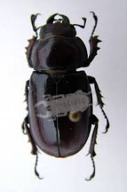 The specific name capreolus is derived from latin, meaning roe deer (capreolus literally means little goat). Lucanus Capreolus Female C B Harink Ben S Beetle Breeding Pages