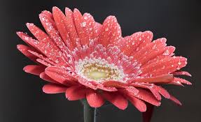 Check spelling or type a new query. Gerbera Flower Meaning Symbolism And Colors