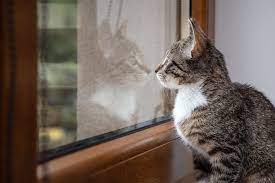Da ist es ganz normal, wenn es zunächst zu streitigkeiten kommt. Katzen Alleine Halten Smart Animals