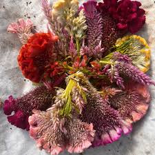 Image result for Celosia pandurata