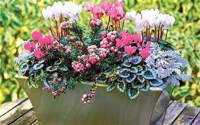 Say 'perfect plant planter' three times fast. Pots For Winter Colour Winter Container Gardening Winter Planter Winter Plants