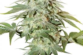 Shop online for delonghi products and more. Strain Reviews Weed World Magazine